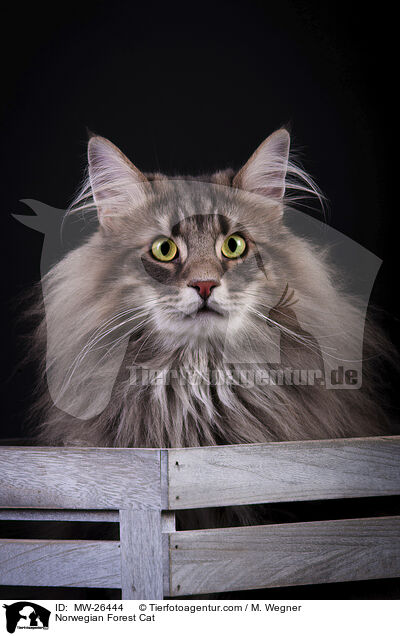 Norwegische Waldkatze / Norwegian Forest Cat / MW-26444