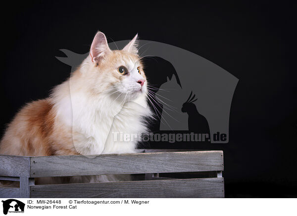 Norwegische Waldkatze / Norwegian Forest Cat / MW-26448