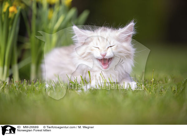 Norwegisches Waldkatzen Ktzchen / Norwegian Forest kitten / MW-26689