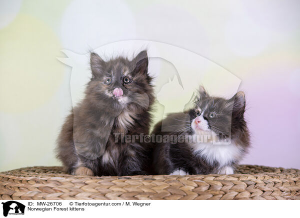 Norwegische Waldkatzen Ktzchen / Norwegian Forest kittens / MW-26706