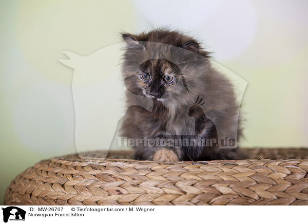 Norwegisches Waldkatzen Ktzchen / Norwegian Forest kitten / MW-26707