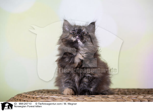 Norwegisches Waldkatzen Ktzchen / Norwegian Forest kitten / MW-26710