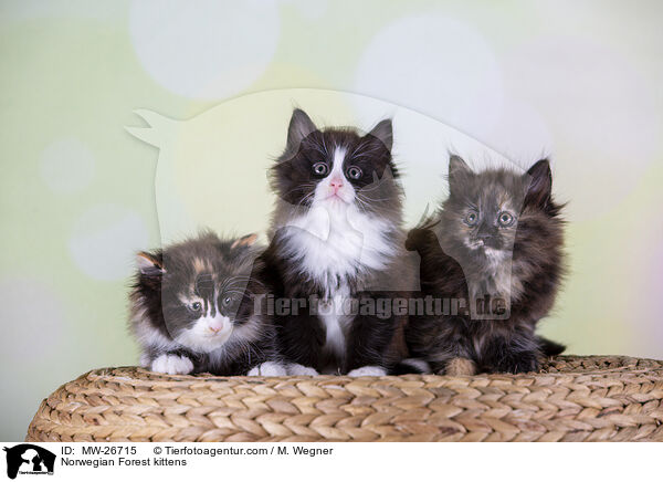 Norwegische Waldkatzen Ktzchen / Norwegian Forest kittens / MW-26715