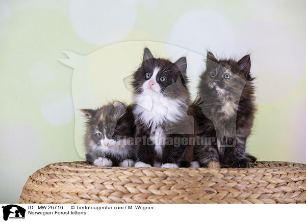 Norwegische Waldkatzen Ktzchen / Norwegian Forest kittens / MW-26716