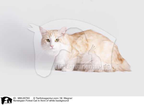 Norwegische Waldkatze vor weiem Hintergrund / Norwegian Forest Cat in front of white background / MW-26760