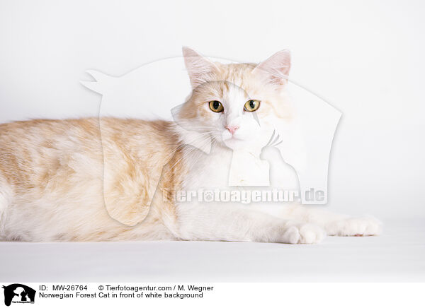 Norwegische Waldkatze vor weiem Hintergrund / Norwegian Forest Cat in front of white background / MW-26764