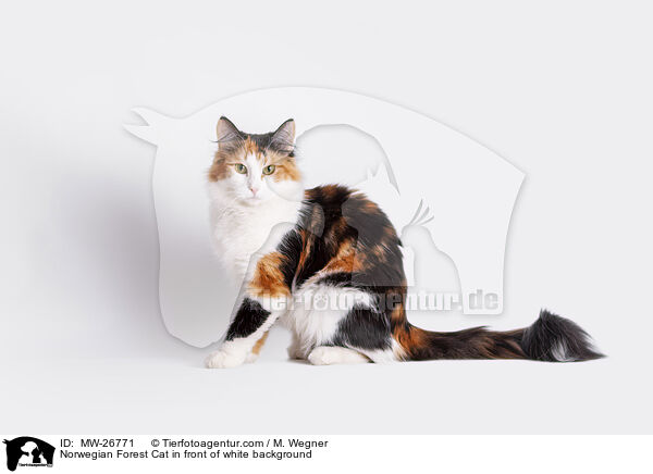 Norwegische Waldkatze vor weiem Hintergrund / Norwegian Forest Cat in front of white background / MW-26771