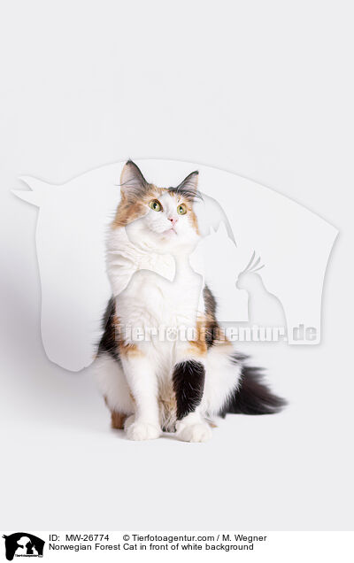 Norwegische Waldkatze vor weiem Hintergrund / Norwegian Forest Cat in front of white background / MW-26774