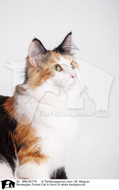 Norwegische Waldkatze vor weiem Hintergrund / Norwegian Forest Cat in front of white background / MW-26776