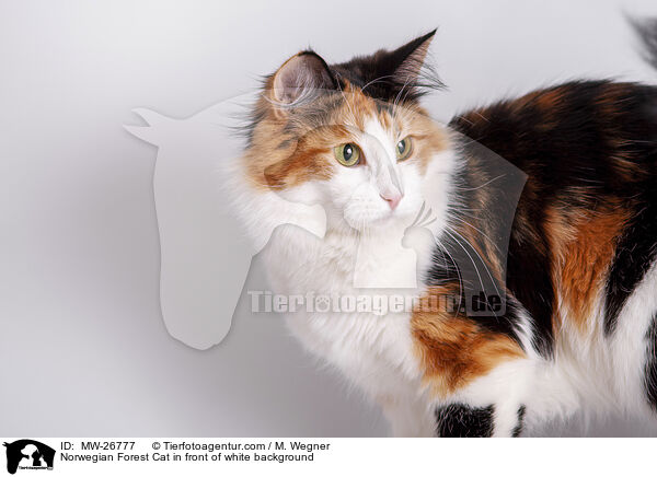 Norwegische Waldkatze vor weiem Hintergrund / Norwegian Forest Cat in front of white background / MW-26777
