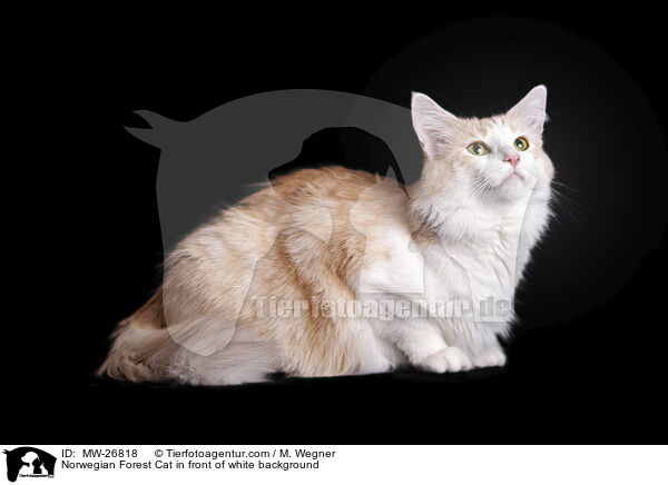 Norwegische Waldkatze vor weiem Hintergrund / Norwegian Forest Cat in front of white background / MW-26818