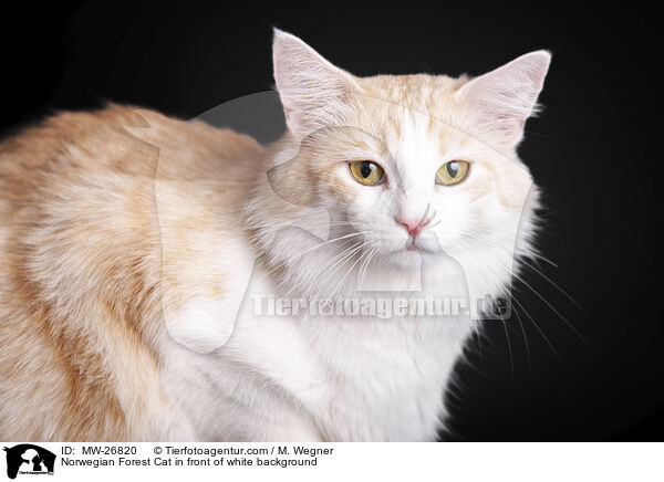 Norwegische Waldkatze vor weiem Hintergrund / Norwegian Forest Cat in front of white background / MW-26820