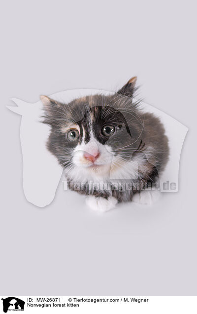 Norwegisches Waldktzchen / Norwegian forest kitten / MW-26871