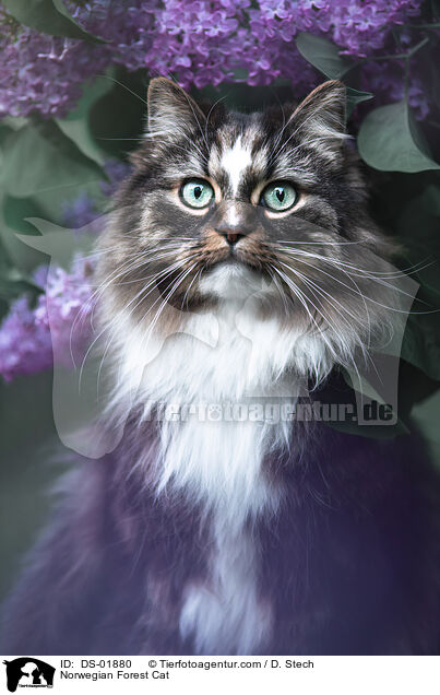 Norwegian Forest Cat / DS-01880