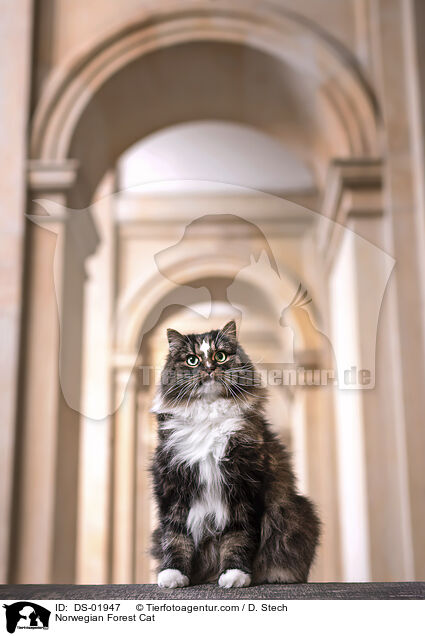 Norwegische Waldkatze / Norwegian Forest Cat / DS-01947