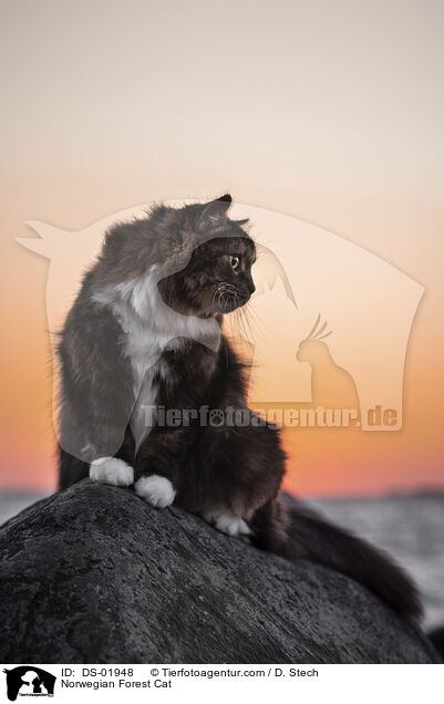 Norwegian Forest Cat / DS-01948