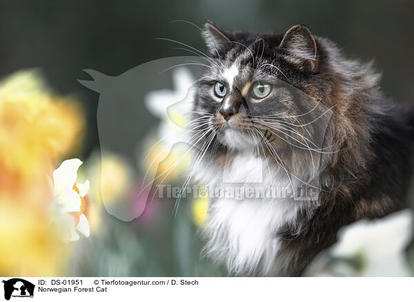 Norwegische Waldkatze / Norwegian Forest Cat / DS-01951