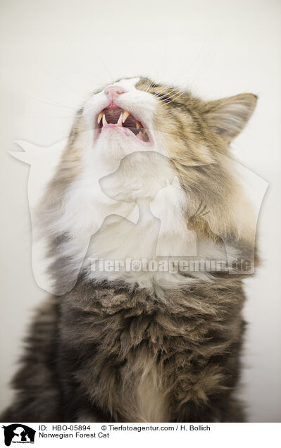 Norwegische Waldkatze / Norwegian Forest Cat / HBO-05894