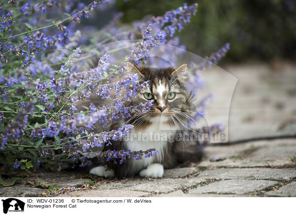Norwegische Waldkatze / Norwegian Forest Cat / WDV-01236