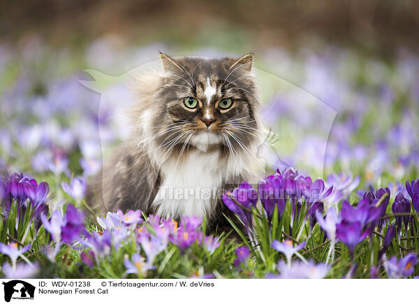 Norwegische Waldkatze / Norwegian Forest Cat / WDV-01238