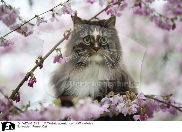 Norwegische Waldkatze / Norwegian Forest Cat / WDV-01242