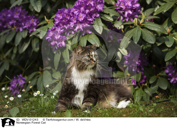 Norwegische Waldkatze / Norwegian Forest Cat / WDV-01243
