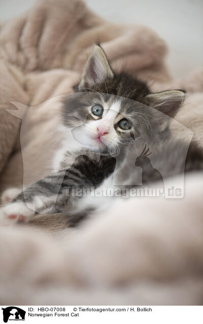 Norwegische Waldkatze / Norwegian Forest Cat / HBO-07008