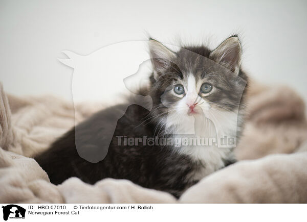 Norwegische Waldkatze / Norwegian Forest Cat / HBO-07010
