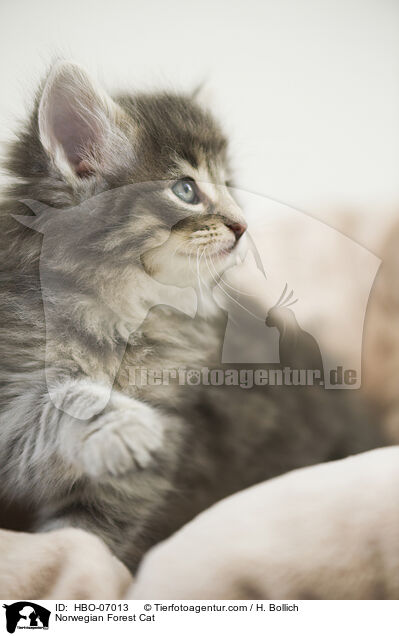 Norwegische Waldkatze / Norwegian Forest Cat / HBO-07013