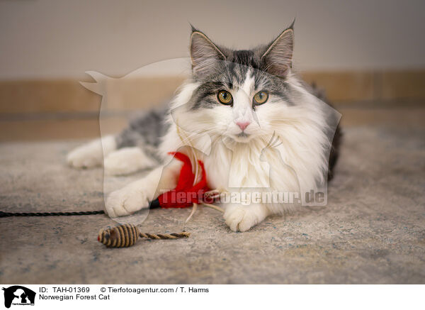 Norwegische Waldkatze / Norwegian Forest Cat / TAH-01369