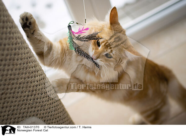 Norwegische Waldkatze / Norwegian Forest Cat / TAH-01370