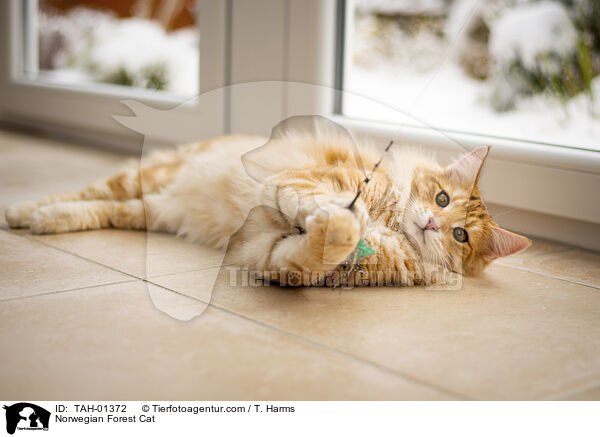 Norwegische Waldkatze / Norwegian Forest Cat / TAH-01372