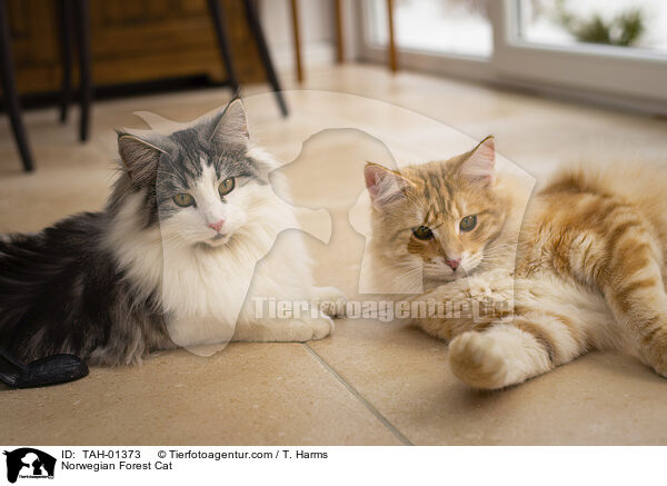 Norwegische Waldkatze / Norwegian Forest Cat / TAH-01373
