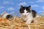 norwegian forest kitten in straw