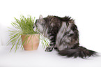 Norwegian Forest Cat