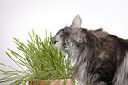 norwegian forest cat portrait