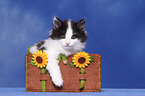 Norwegian Forestcat kitten