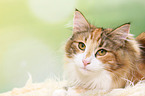 lying Norwegian Forest Cat