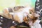lying Norwegian Forest Cat