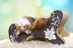 lying Norwegian Forest Cat