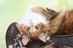 lying Norwegian Forest Cat