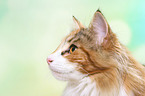 Norwegian Forest Cat Portrait