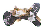 lying Norwegian Forest Cat