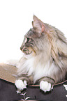 lying Norwegian Forest Cat