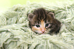 Norwegian Forest Cat Kitten