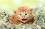 Norwegian Forest Cat Kitten