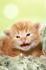 Norwegian Forest Cat Kitten