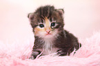 Norwegian Forest Cat Kitten