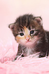 Norwegian Forest Cat Kitten