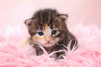 Norwegian Forest Cat Kitten